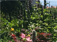 8024f6d9-20160524 acantus.jpg